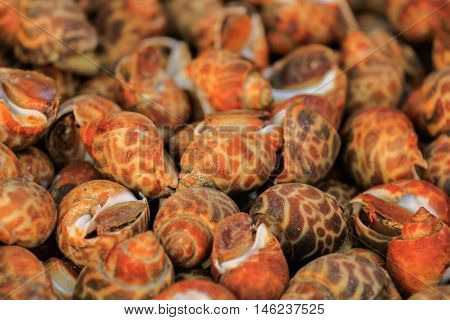 babylonia areolata or Spotted babylon are placed at the seafood market