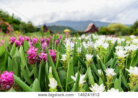 Pink and white Siam tulip flower (Curcuma alismatifolia) blossom with sky and mountain background.
