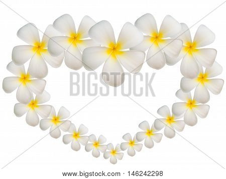 plumier flowers isolated on white background. Thailand.