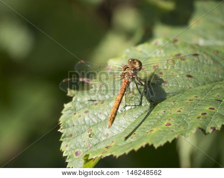 Dragonfly landed on a leaf in a forest