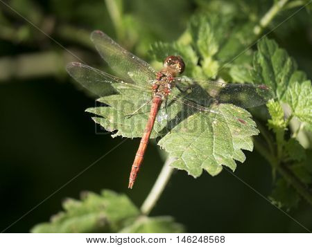 Dragonfly landed on a leaf in a forest
