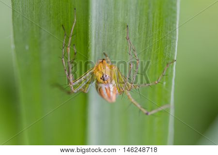 Macro Lynx Spider on leaf. lynx spider in Thailand