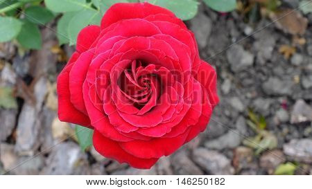 Photo gorgeous bright red roses. Picture taken in August 2016.
