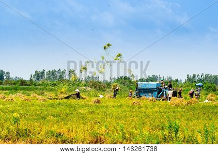 Wheet havest  An  Giang  Long  Xuyen Farmer working Field Rice  breakers machine