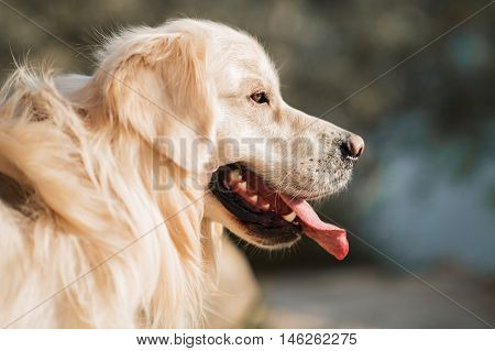 Close up face of Golden Retriever dog