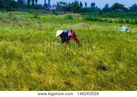 Wheet havest An Giang Long Xuyen female Farmer working on the Field