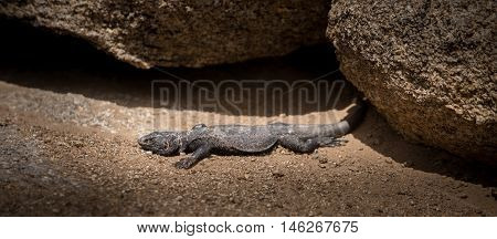 Chuckwalla lizard basking in the Sun Alabama Hills California