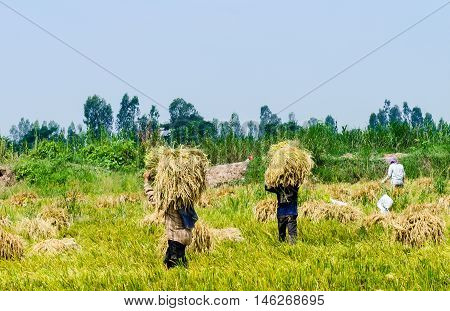 Wheet havest An Giang Long Xuyen Farmers working on the Field with Rice breakers
