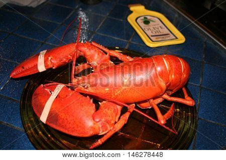 Pre-Boiled Lobster Unfortunately awaiting a Gourmet Meal