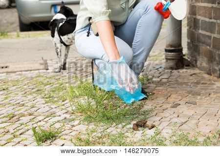 Close-up Of Female Hand Picking Up Dog Feces With Plastic Bag