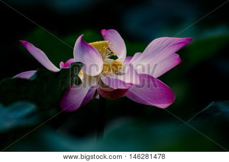 Pretty Pink Lotus Flowering  meditation Buddha Dong Thap province Pure