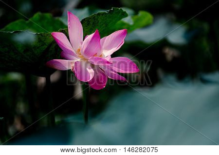 Pretty Pink Lotus Flowering  meditation Buddha Dong Thap province Pure