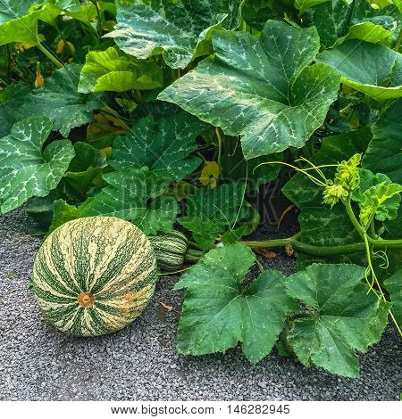 Green Cushaw squash growing in autumn garden. Vegetable patch.