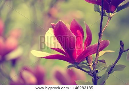 Blossoming of magnolia liliflora Nigra flowers in spring time, retro vintage hipster image