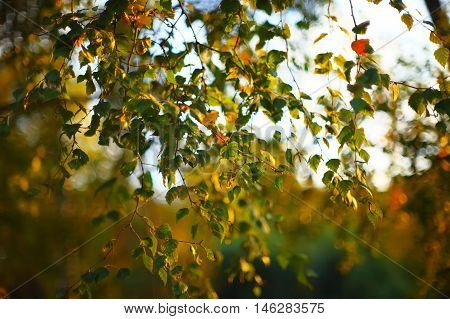 Photo sheet at sunset close up in warm colours macro bokeh Close up Leaf Backlit Silhouette Sun rays light between branches