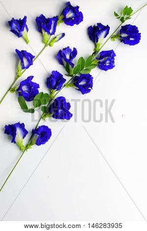 Bunch and vine of beautiful pea flowers on white background.