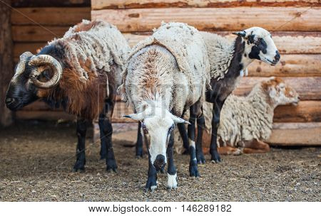 Three adult sheep and one sheep are in the barn for the animals on the farm. The livestock house.