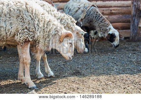ram and a group of sheep grazing behind the fence in the corral Farm. Breeding animals at home.