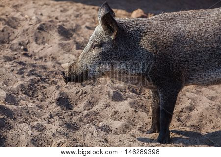 The young dark woolly wild boar walking in a pigsty in the sand. Pig breeding animals.