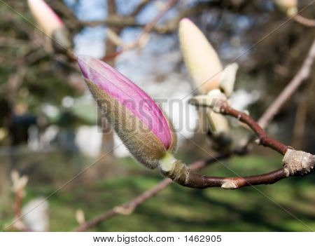 Początku Bud Magnolia