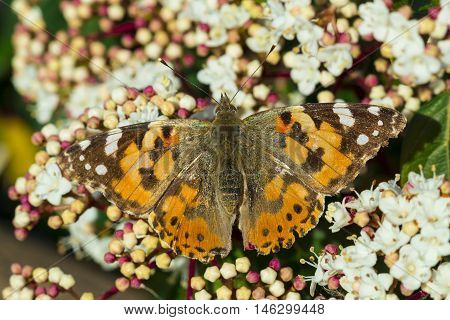 Beautiful orange butterfly flying on white flowers