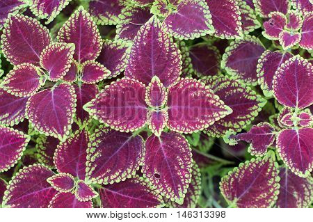 Coleus plant with green edges beautiful background of geranium leaves