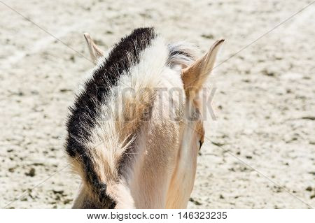 Head with beautiful mane of a small horse pony.