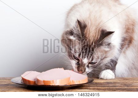 young cat near the a plate with sausage