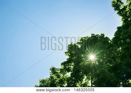 Sunlight shines on a background of branches of trees and blue sky