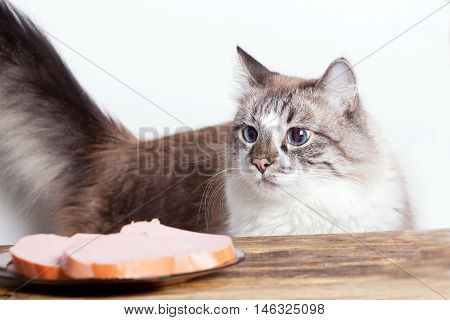 young cat near the a plate with sausage