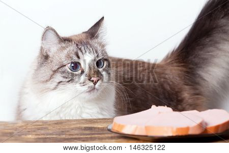 young cat near the a plate with sausage