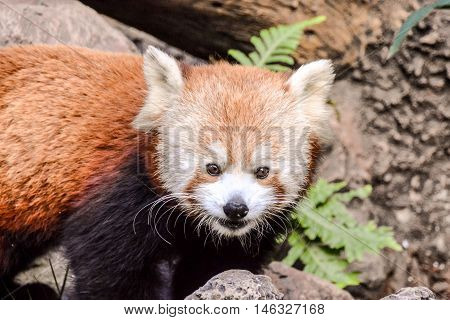 Red Panda Firefox Mammal Animal