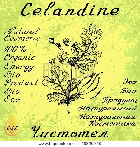 Greater celandine hand drawn sketch botanical illustration. Vector illustation. Medical herbs. Lettering in English and Russian languages. Grunge background. Oil drop