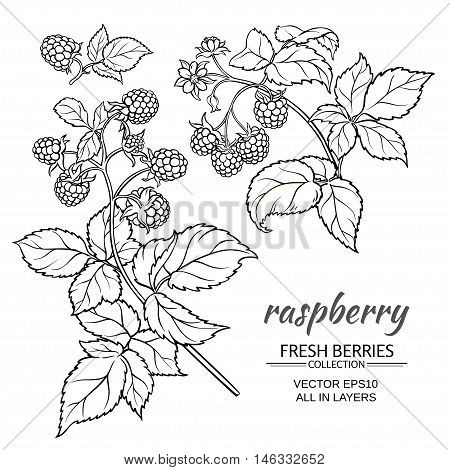 raspberry branch vector set on whte background