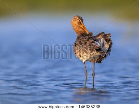 Cleaning Black Tailed Godwit