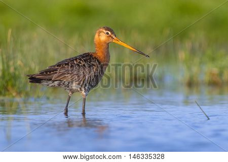 Black Tailed Godwit