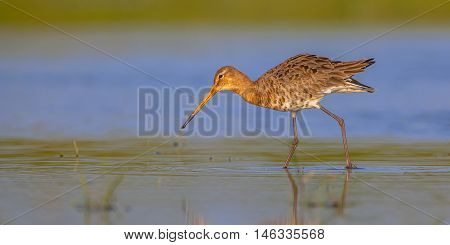 Black Tailed Godwit Walking In Water