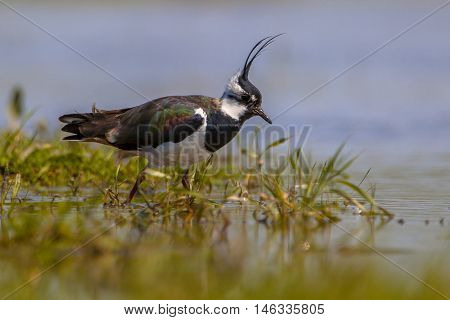 Crested Male Northern Lapwing
