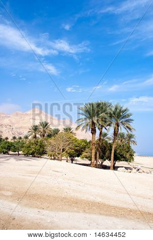 Oase - Israel