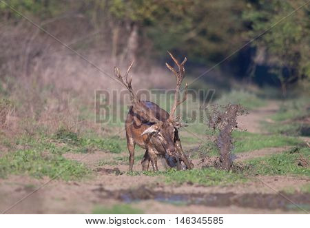 Red Deer Bathing In Mud