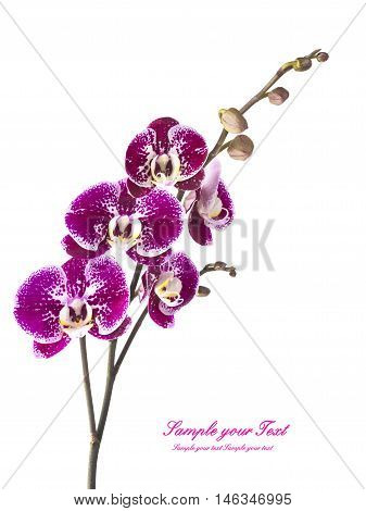 Orchid. Orchid flowers. Beautiful orchid flowers isolated on white.(selective focus)
