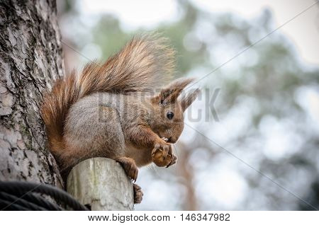 squirrel eating a nut on the tree.