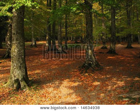 Foresta d'autunno