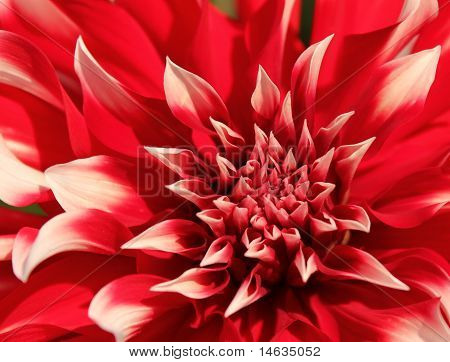 Fiore rosso dahlia