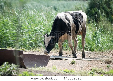 Black and white cow. Cow grazing at summer green field.