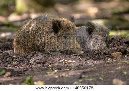 Two Wild Boar