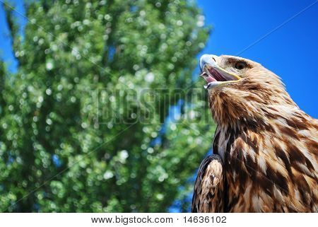 Golden Eagle contemplant