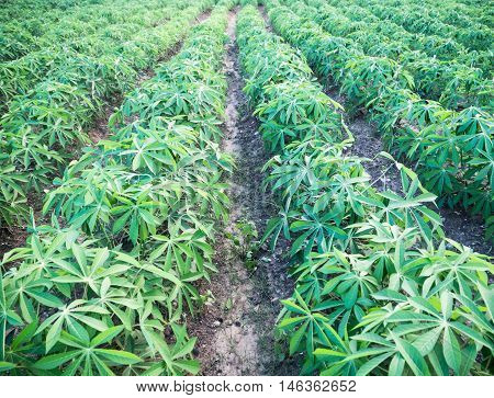 Cassava little farm agriculture view green day