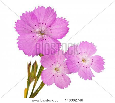 Pink carnation (Dianthus carthusianorum) flower