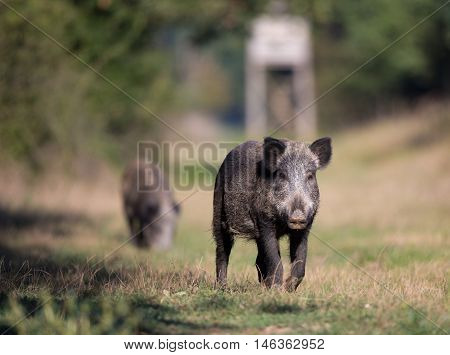 Wild Boar In Forest
